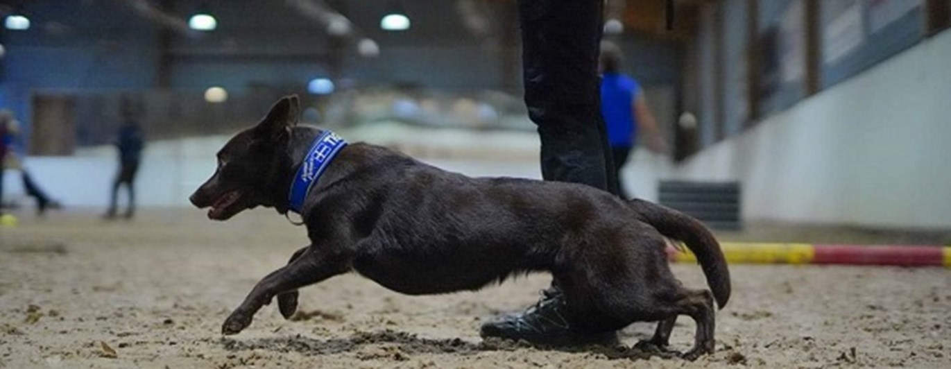 Kelpie som skickas från förarens vänstra sida
