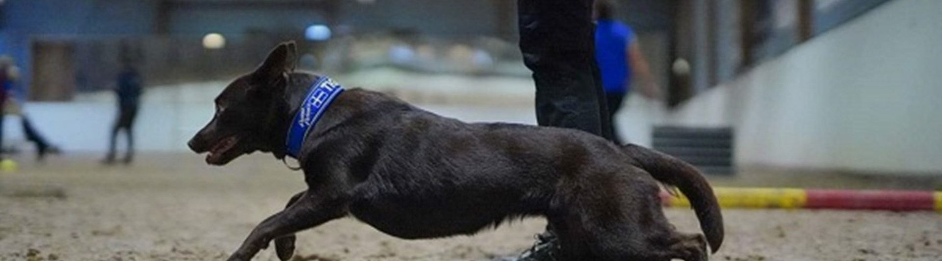 Kelpie som skickas från förarens vänstra sida