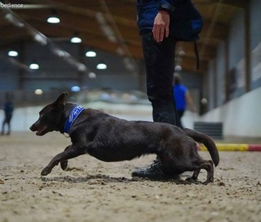 Kelpie som skickas från förarens vänstra sida