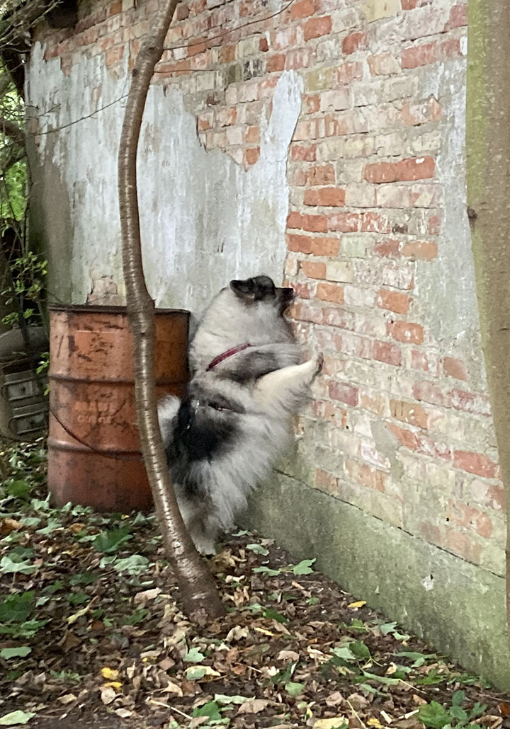 Keeshond står på bakbenen mot röd tegelvägg och söker.