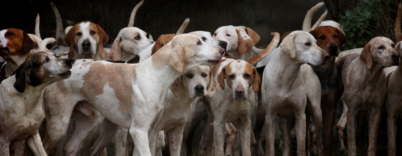 Många hundar