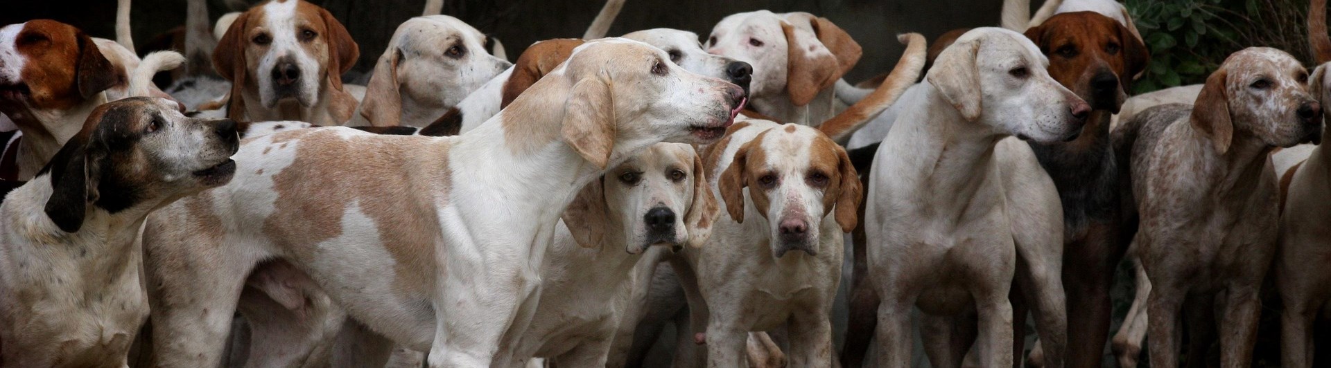 Många hundar