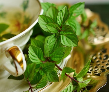 Tekopp med guldkant och pepparmynta