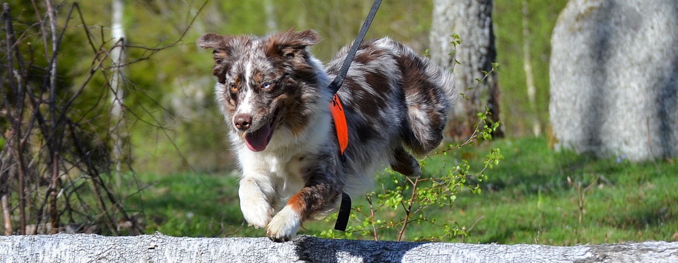 Aussi springer i rapport