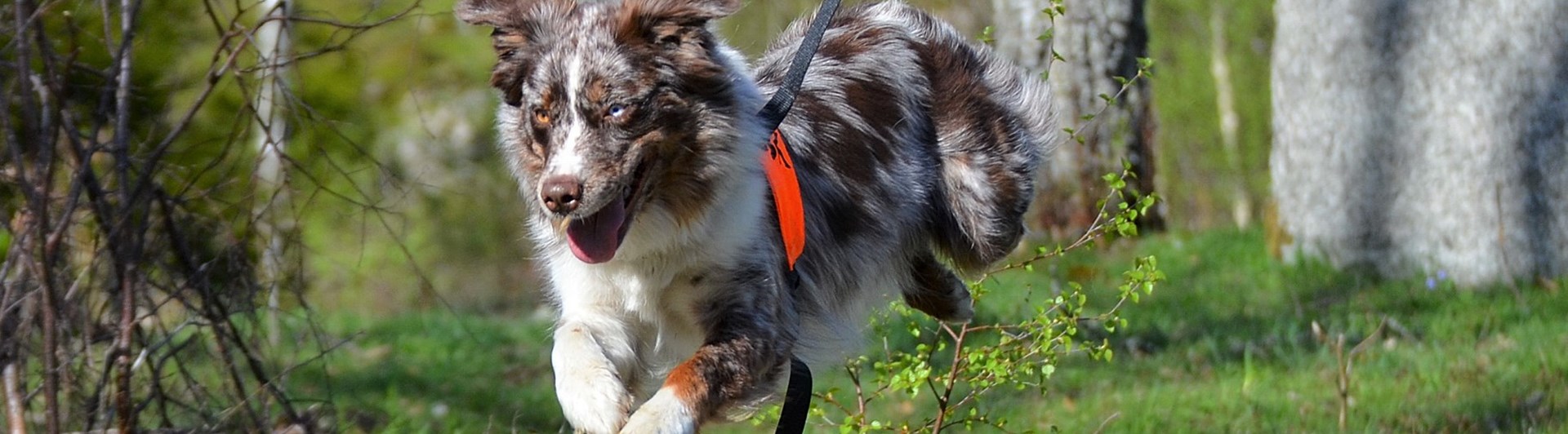 Aussi springer i rapport