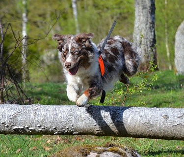 Aussi springer i rapport