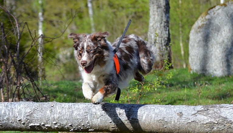 Aussi springer i rapport