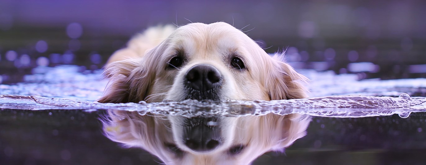 Bild som visar en golden retriever som simmar.