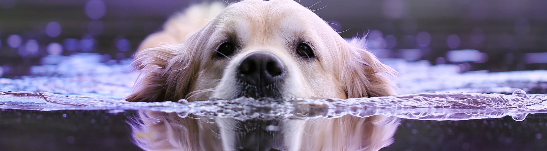 Bild som visar en golden retriever som simmar.