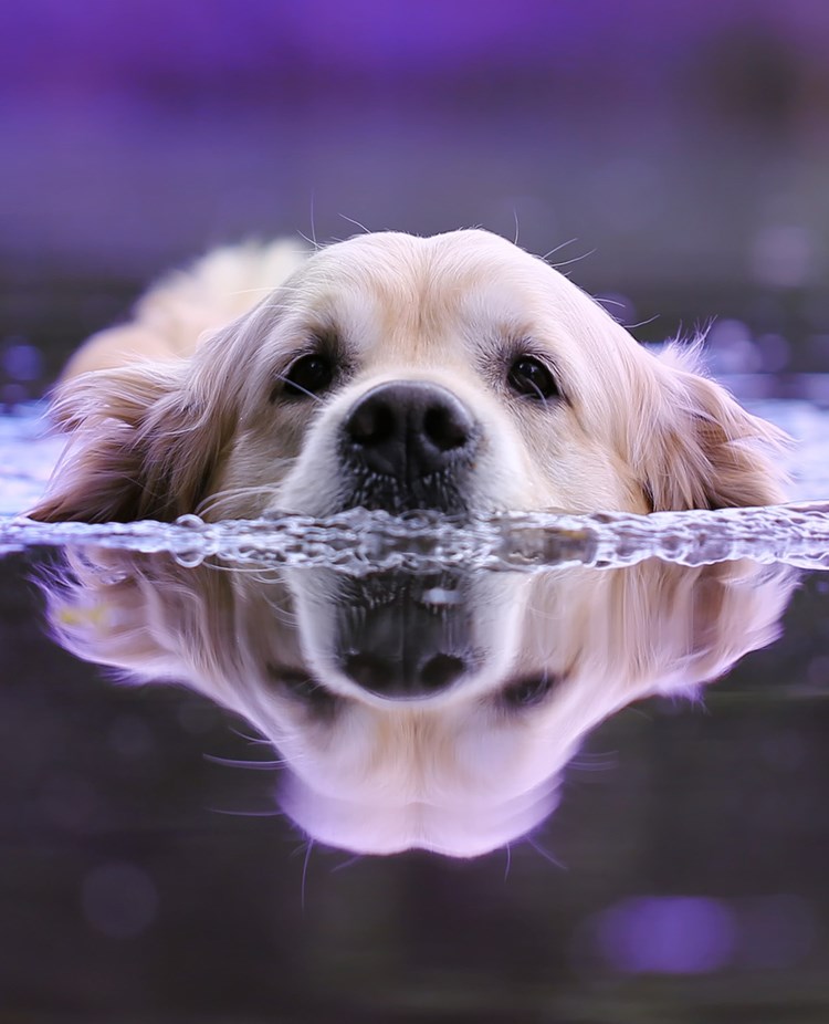 Bild som visar en golden retriever som simmar.