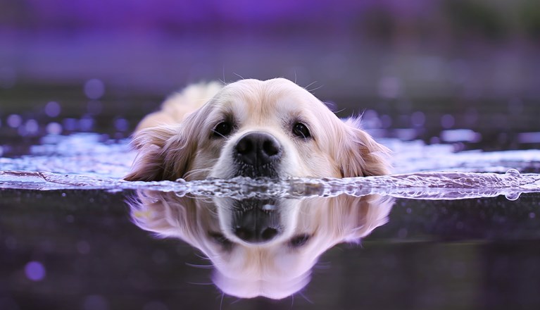 Bild som visar en golden retriever som simmar.