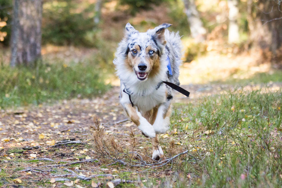 Australian Shepherd som tränar hundsporten sök