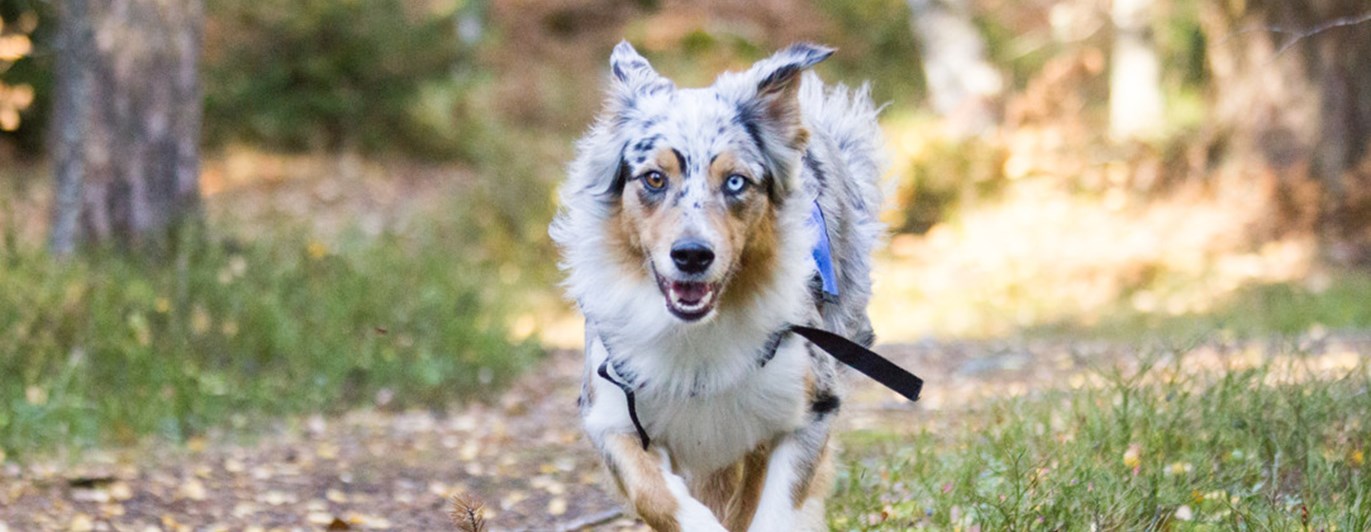 Australian Shepherd som tränar hundsporten sök