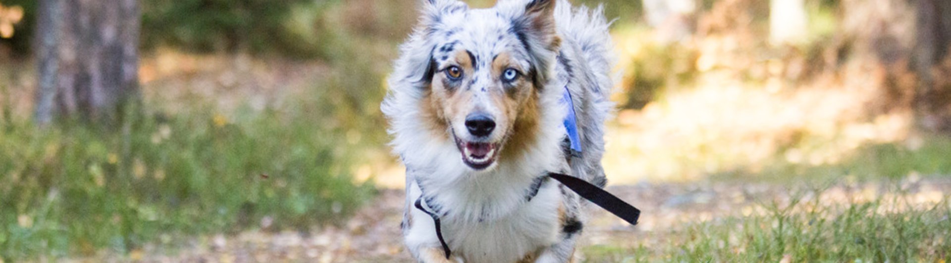 Australian Shepherd som tränar hundsporten sök
