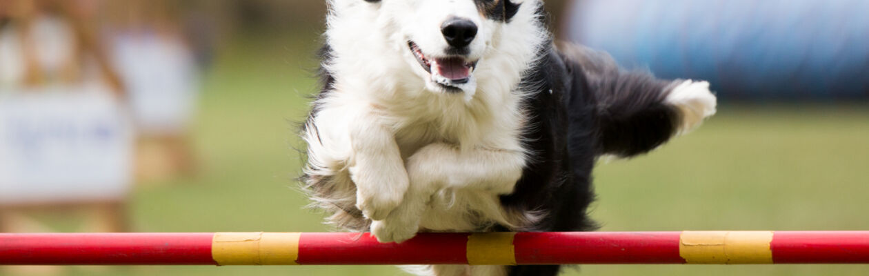 Hund av collietyp hoppar över ett rött hinder