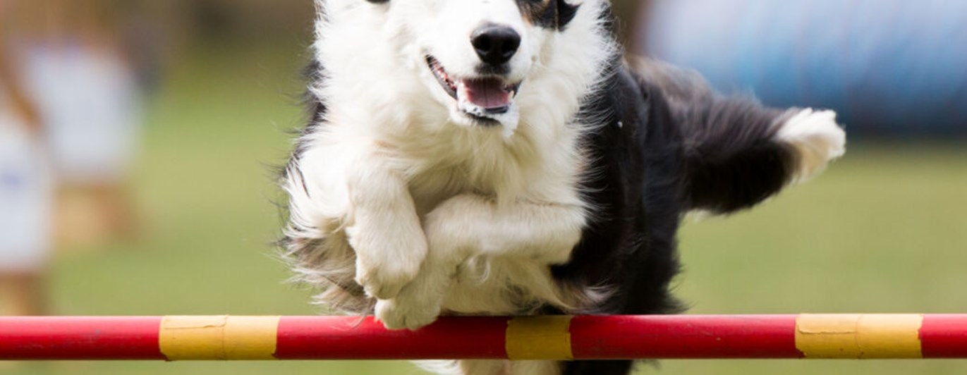 Hund av collietyp hoppar över ett rött hinder