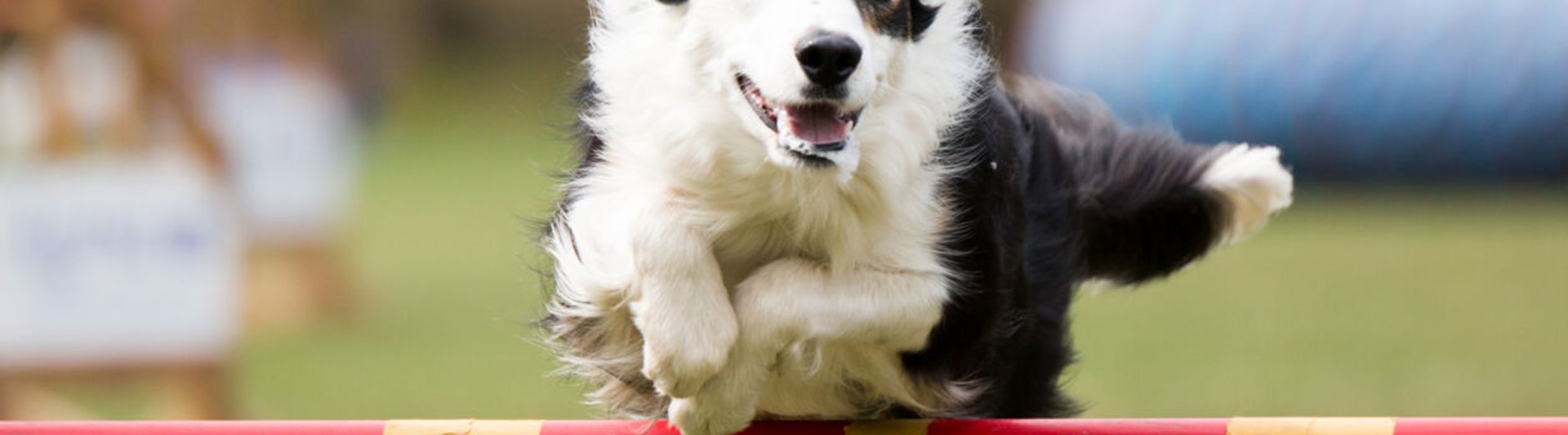 Hund av collietyp hoppar över ett rött hinder