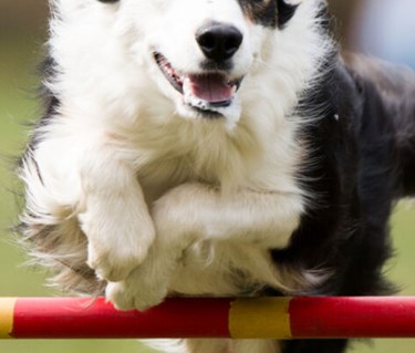 Hund av collietyp hoppar över ett rött hinder