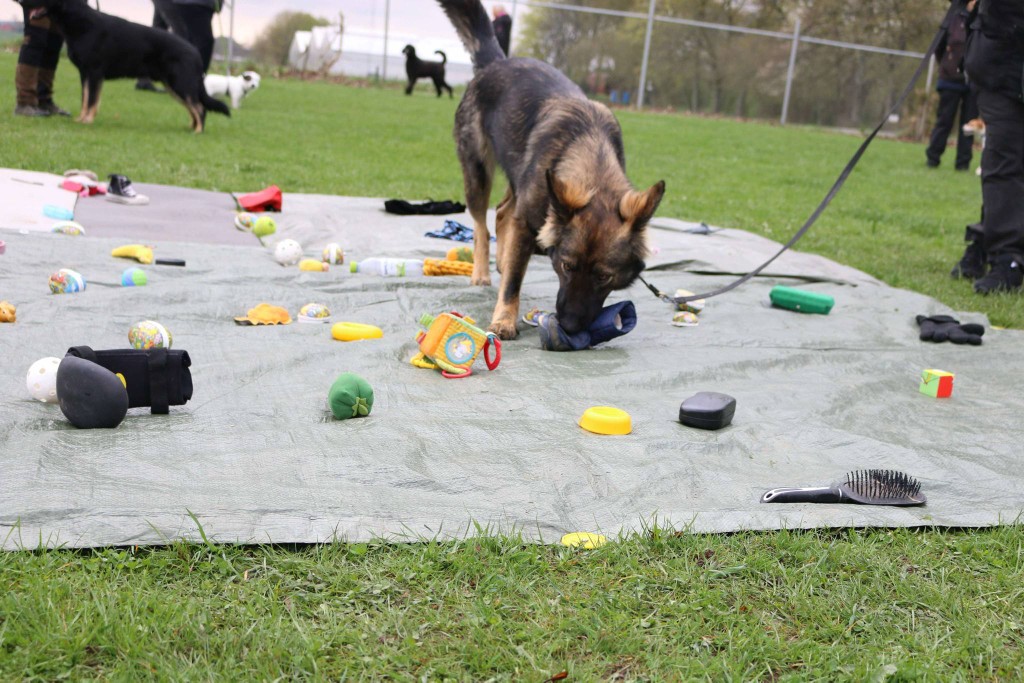 Schäfer nosar bland leksaker som ligger på en grön presenning . 