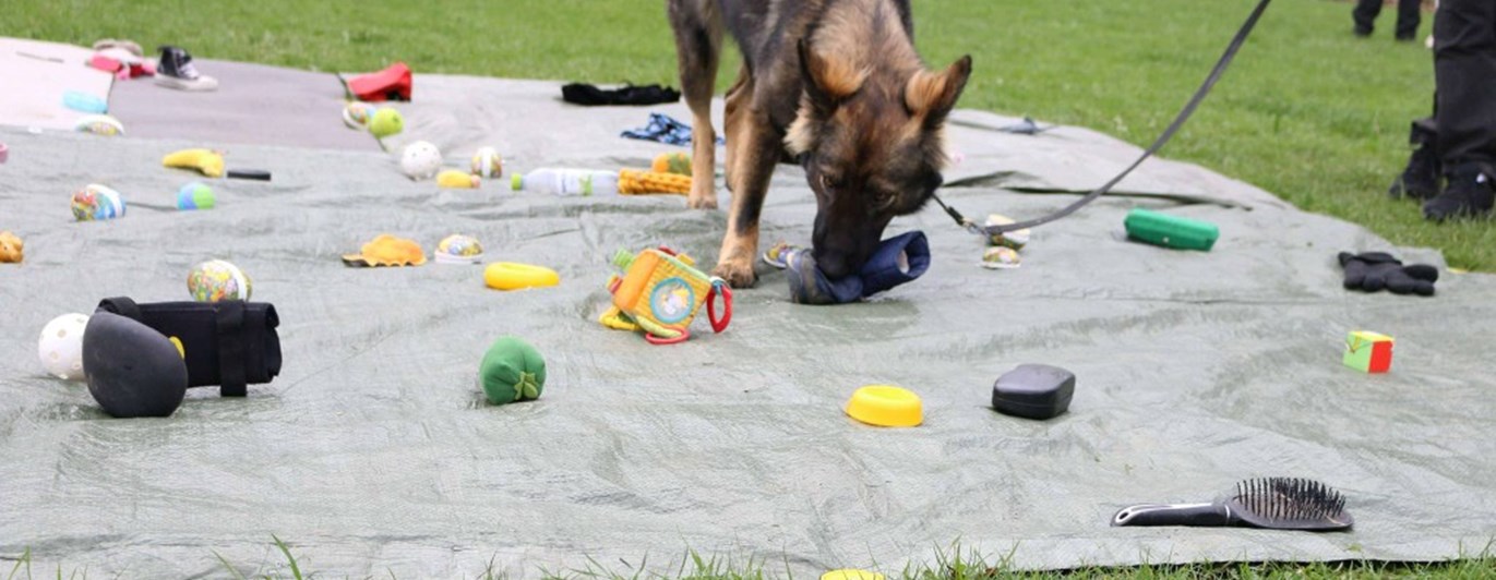 Schäfer nosar bland leksaker som ligger på en grön presenning .
