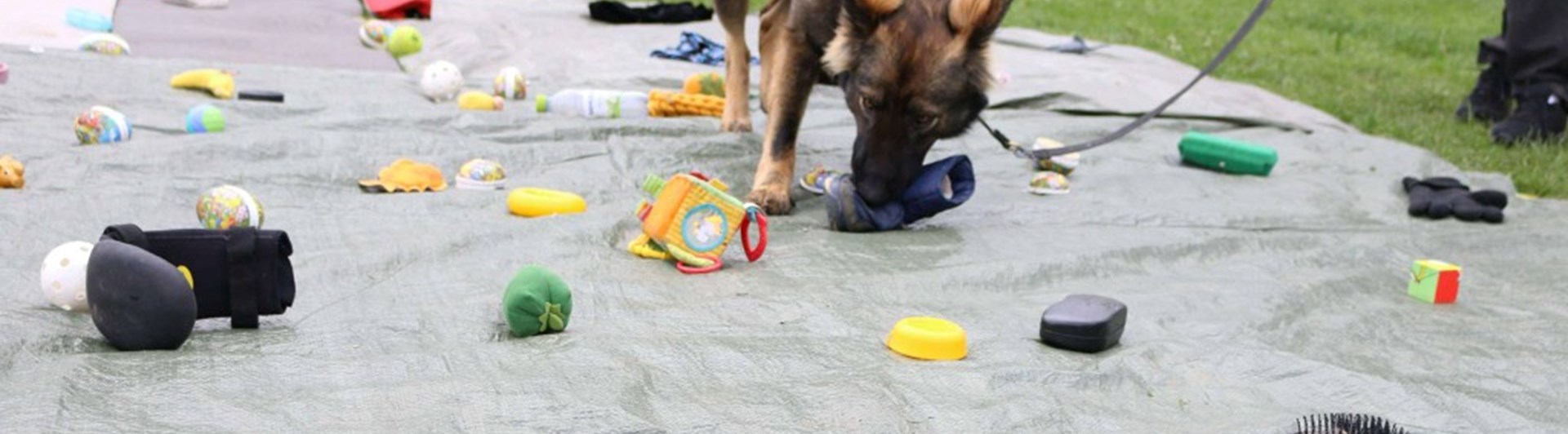 Schäfer nosar bland leksaker som ligger på en grön presenning .