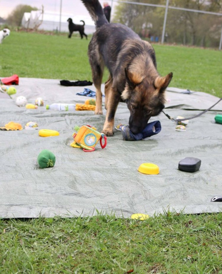Schäfer nosar bland leksaker som ligger på en grön presenning .