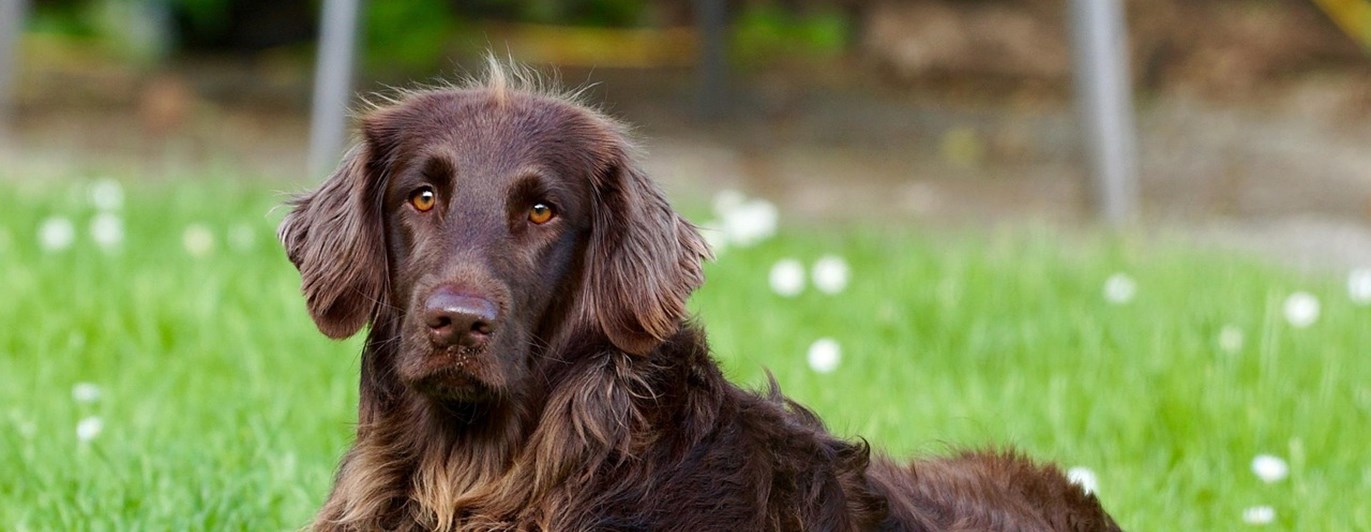Brun hund som ligger ned i gräset.