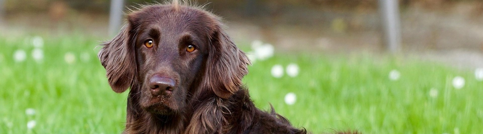 Brun hund som ligger ned i gräset.