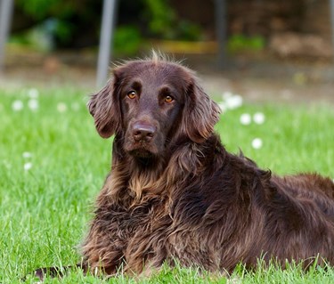 Brun hund som ligger ned i gräset.