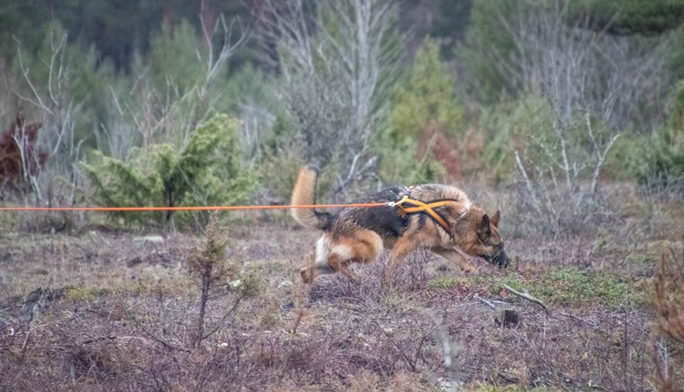 Schäfer som spårar