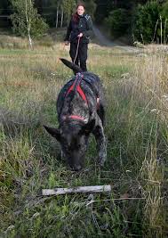 Hund som markerar spårapport