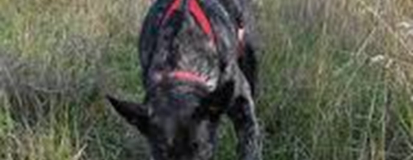 Hund som markerar spårapport