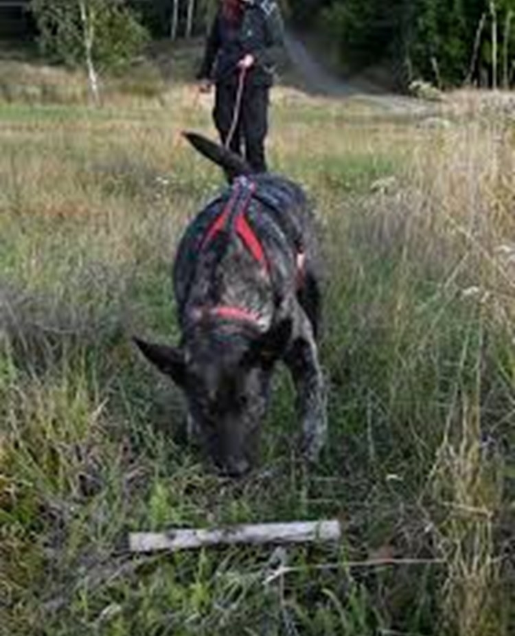 Hund som markerar spårapport