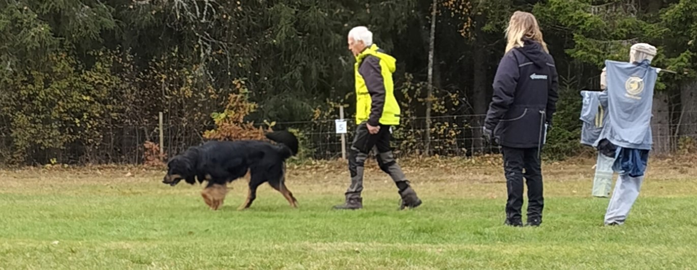 Träning av framåtsändande