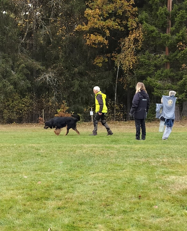 Träning av framåtsändande