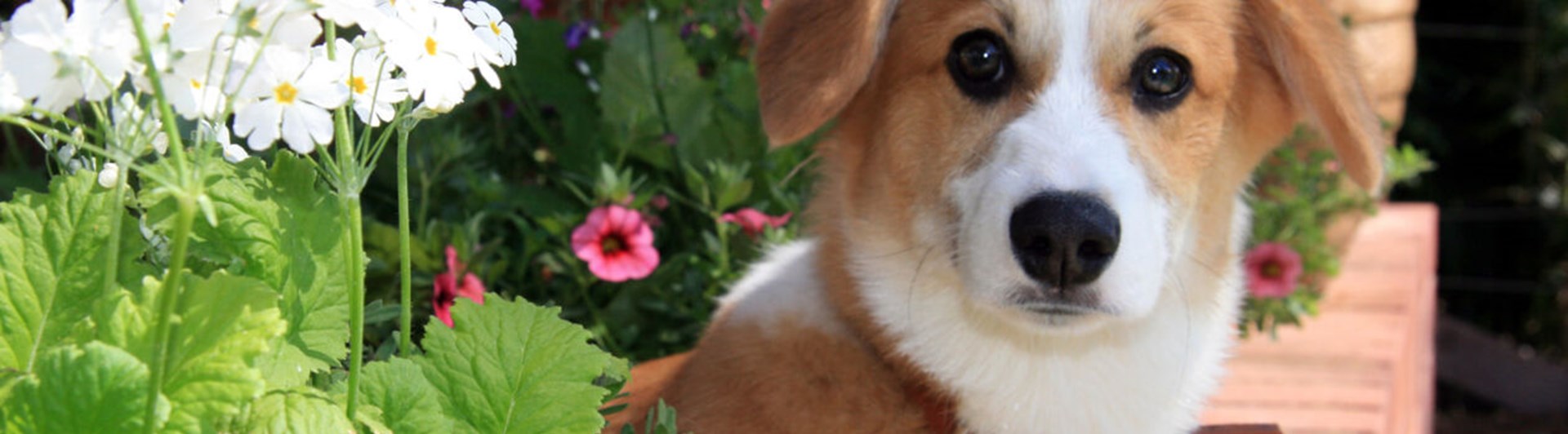 Dreverliknande hund sitter med trädgårdsplantor i bakgrunden