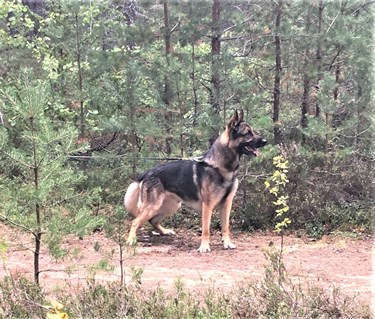 Ljudmarkering i bruks patrull