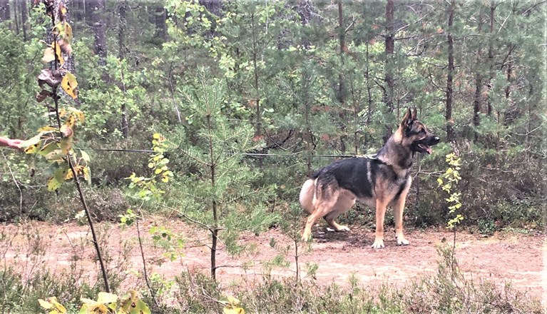 Ljudmarkering i bruks patrull