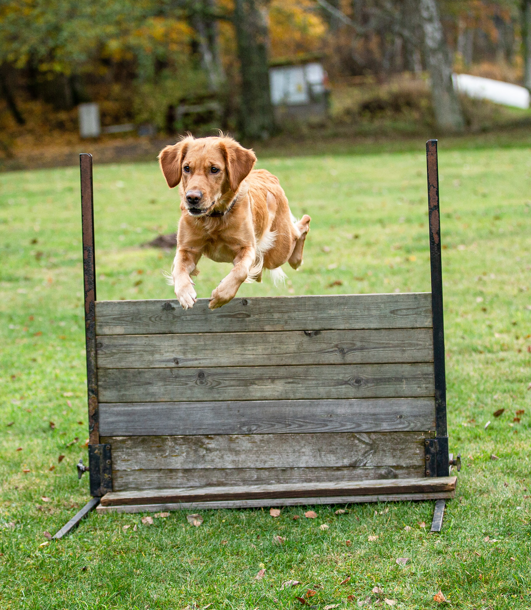 Golden hoppar över ett hinder
