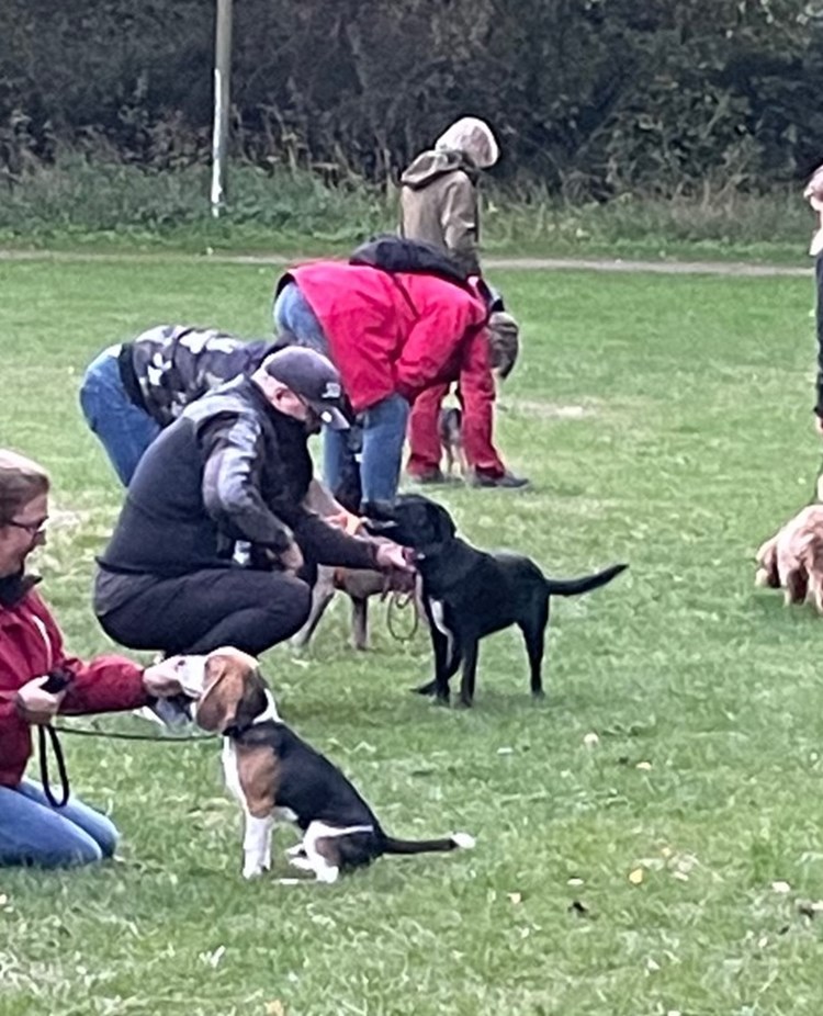 Valpkurs i Albäcksskogen