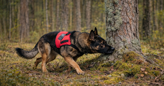 Schäfer som söker i skogen