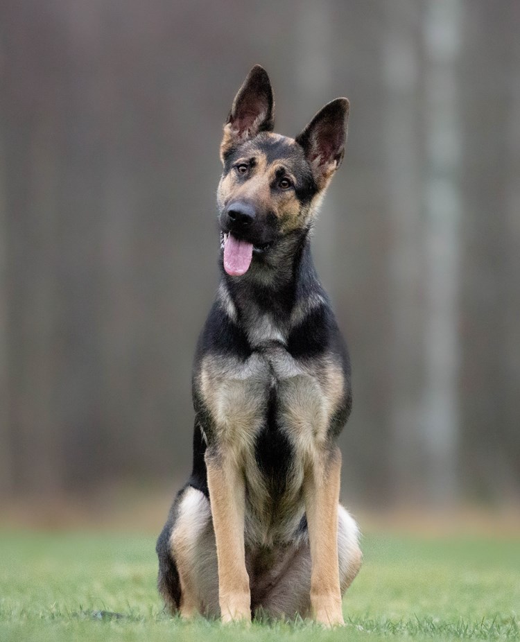 Pleia
Bild: Alva Högkvist