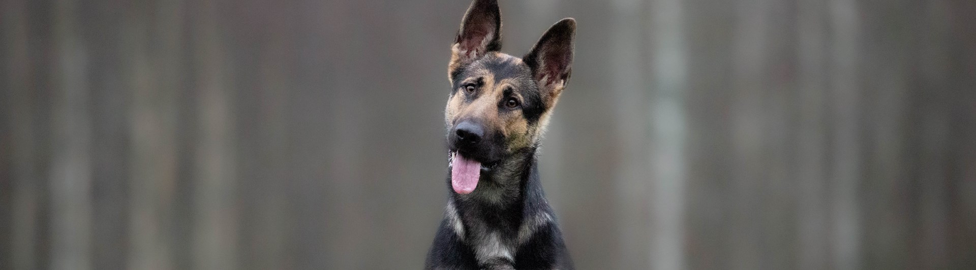 Pleia
Bild: Alva Högkvist