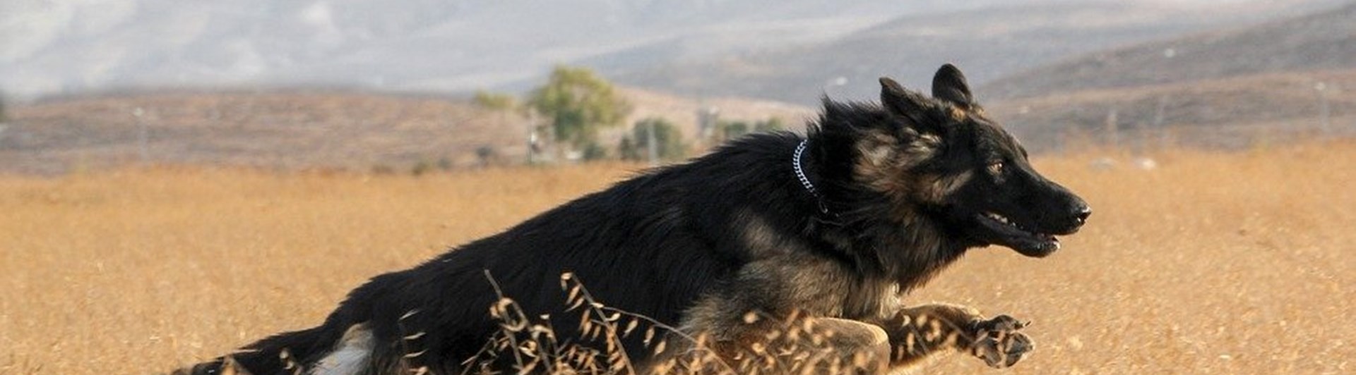 Schäfer springer på fält