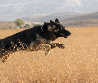 Schäfer springer på fält