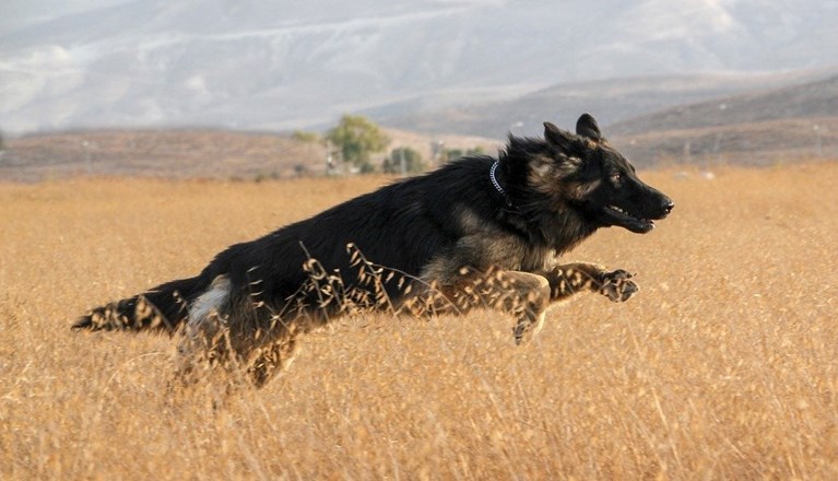 Schäfer springer på fält