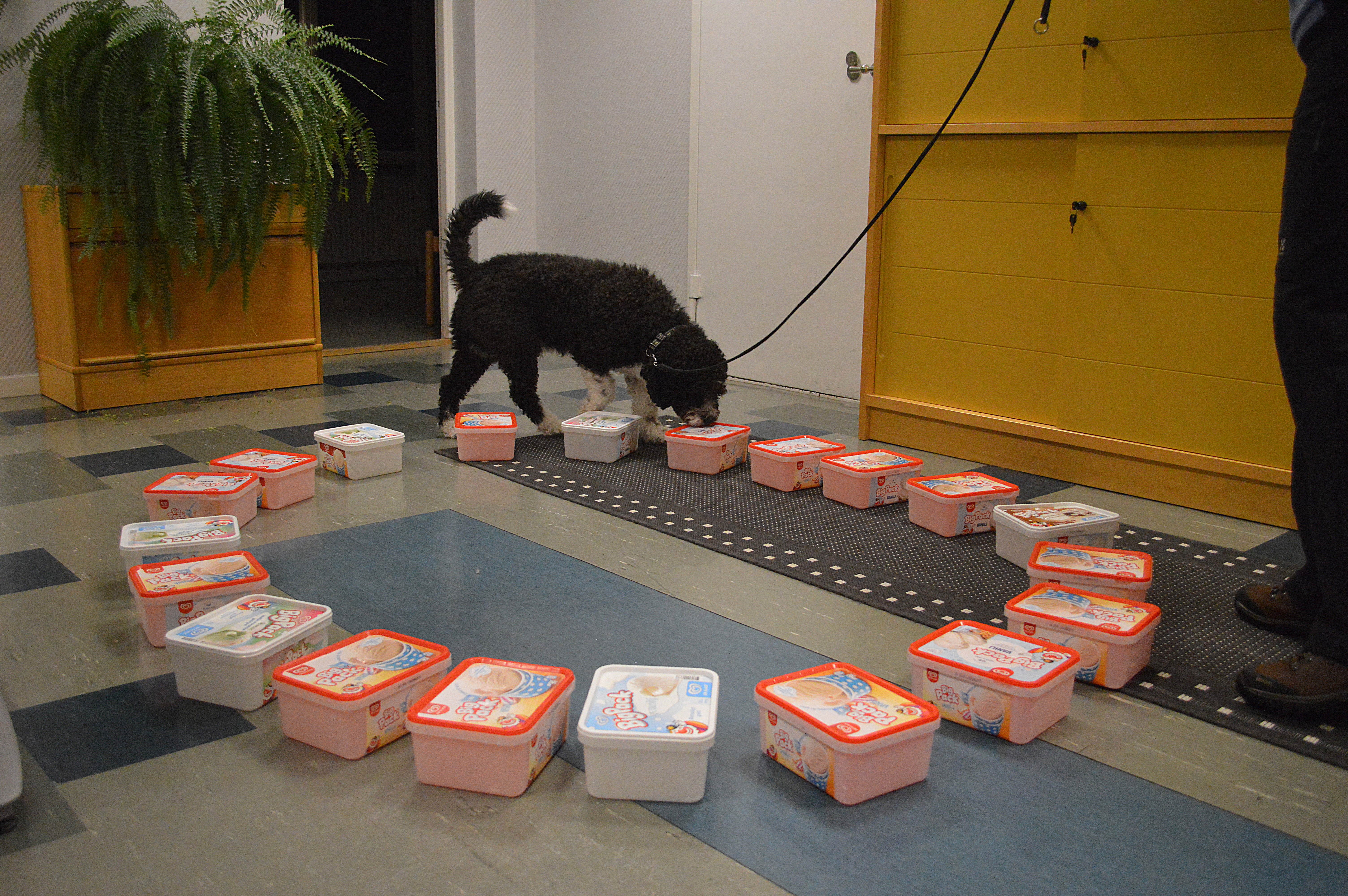 Hunden Nero tränar Nose Work