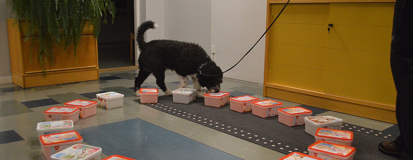 Hunden Nero tränar Nose Work