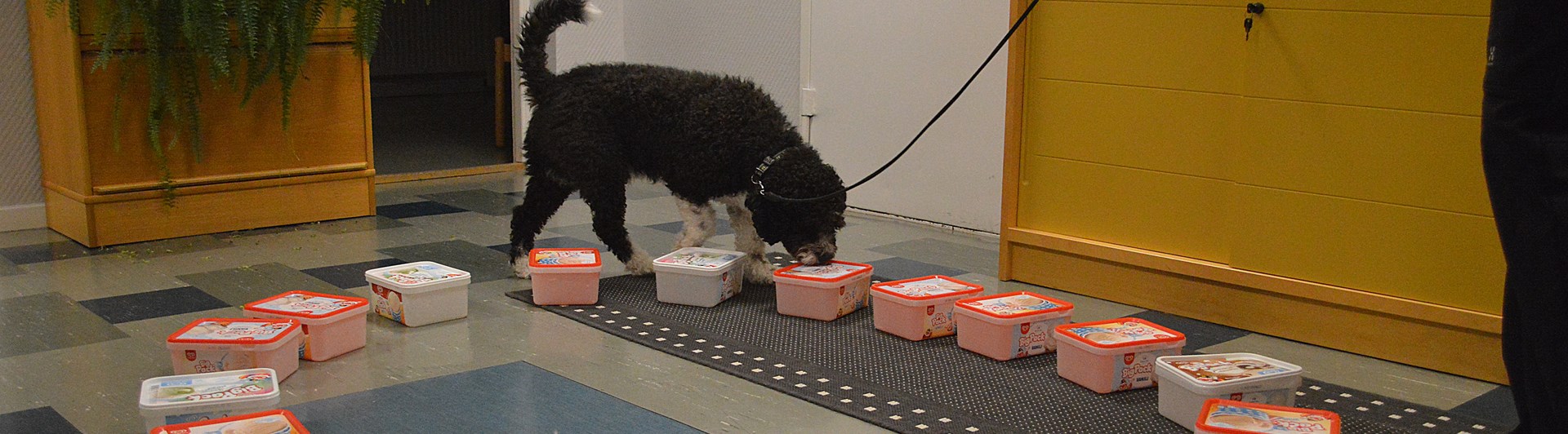 Hunden Nero tränar Nose Work