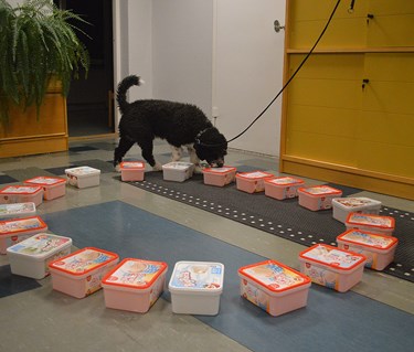 Hunden Nero tränar Nose Work